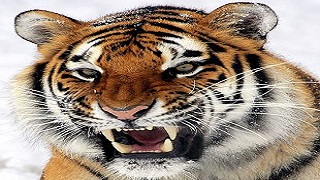 Khi thấy một con hổ sắp tấn công bạn và mọi người,ở đó có cây dao, bạn sẽ làm gì?
