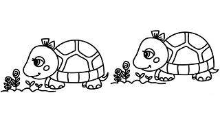 Bạn nhìn thấy điểm khác nhau nào đầu tiên của hai chú rùa này?